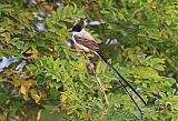 Fork-tailed Flycatcher